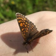 Наговицына Арина