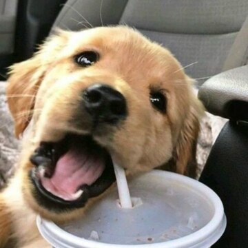 Шумилова Катя