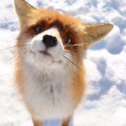 Татарникова Жанна