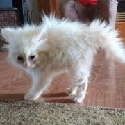 Хмелева Геля Станиславовна