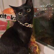 Семенков Евгений Викторович Семенков Евгений Викторович