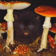 Бокуть Константин Иванович