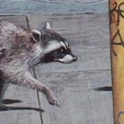 Максимов Алексей Дмитриевич