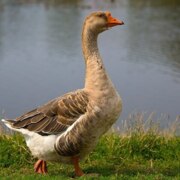 Ерёменко Дмитрий Владимирович Ерёменко Дмитрий Владимирович