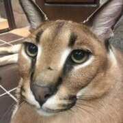 Задротов Инокентий Грызун