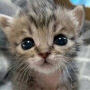 Кайсин Никита Олегович