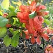 Башарина Ирина