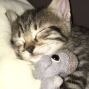 Даренко Анастасия Александровна