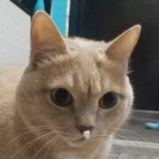 Шмакова Александра Анатольевна Шмакова Александра Анатольевна