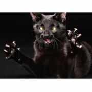 Павленко Ярослава