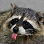 Востричкин Кирилл Сергеевич