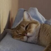 Носов Илья Сергеевич