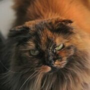 Андриенко Ульяна Кирилловна