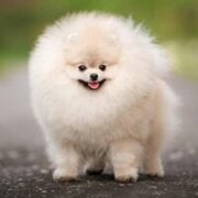 Лебедева Валерия