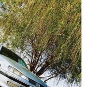 Серба Ольга Станиславовна