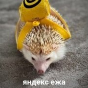 Жиляева Варвара Юрьевна Жиляева Варвара Юрьевна