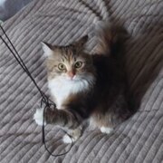 Ломова Диана Ломова Диана