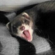 Никитина Виктория Евгеньевна