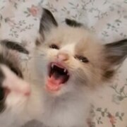 Искандарова Динара Искандарова Динара