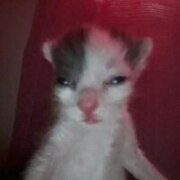 Дяченко Дарья Александровна