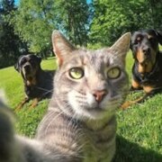 Макарова Виолео