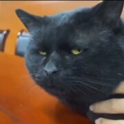ДС