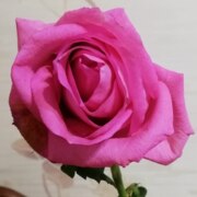 Алешина Наталья Юрьевна Алешина Наталья Юрьевна