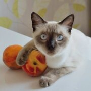 Блаер Евгения Яковлевна