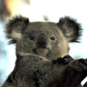 Морозова Анастасия Андреевна Морозова Анастасия Андреевна