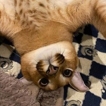 Михаил Сергеевич Галушка