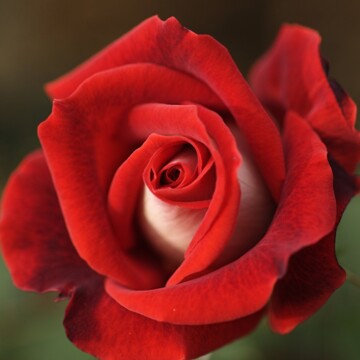 Роза Рагимовна Магомедова