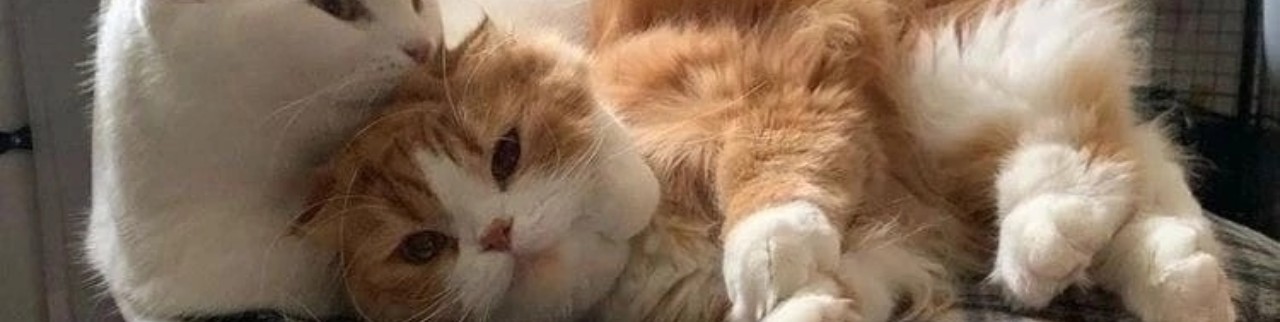 Обложка профиля