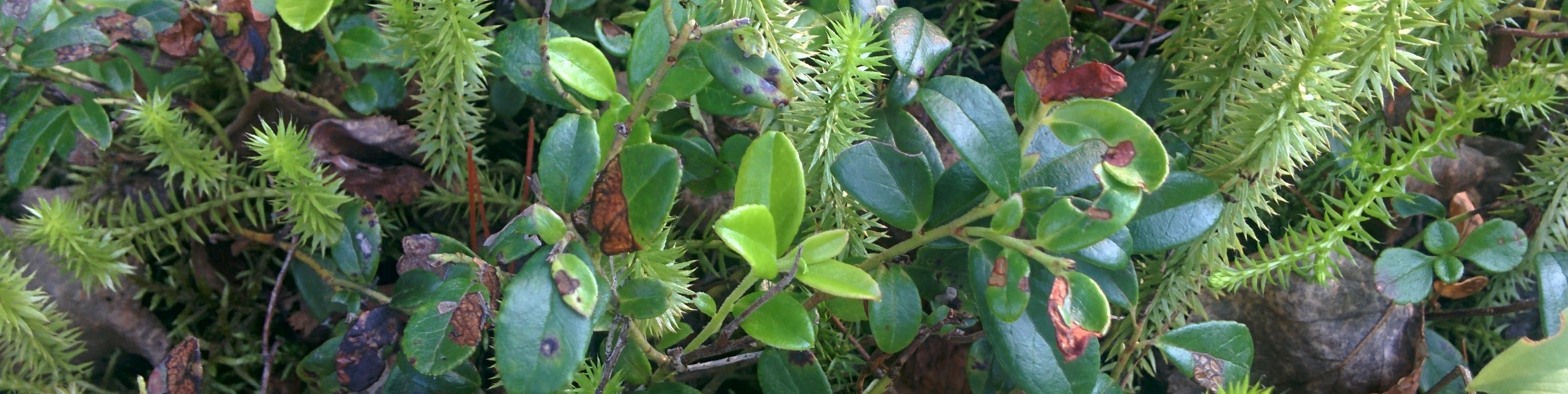 Обложка профиля